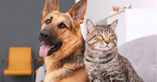 Dogs and Cats