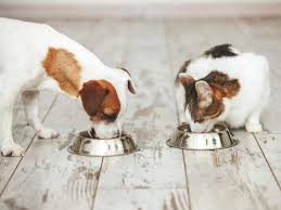 Dog Foods