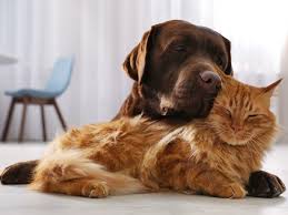 Dogs