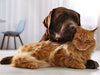 Dogs